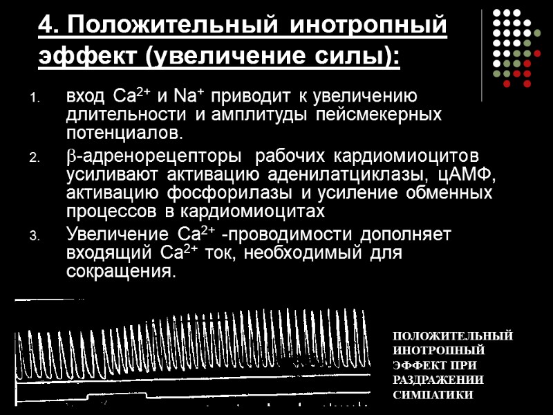 4. Положительный инотропный эффект (увеличение силы): вход Са2+ и Nа+ приводит к увеличению длительности